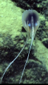 Ctenophora (sea gooseberries)