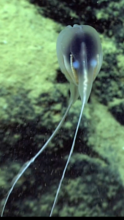 NMNH 1607331; Still from Holotype video sequence NMNH 1607331; Still from Holotype video sequence