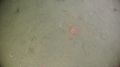 Echinodermata (echinoderms)