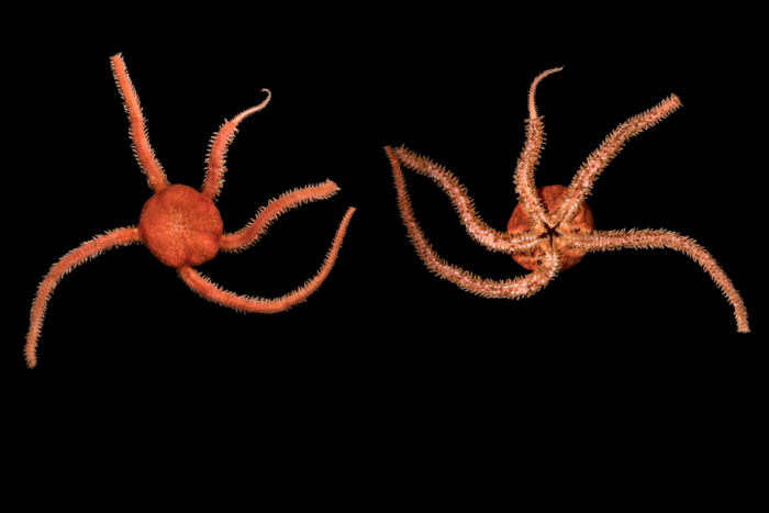 Ophioscolex glacialis Ophioscolex glacialis