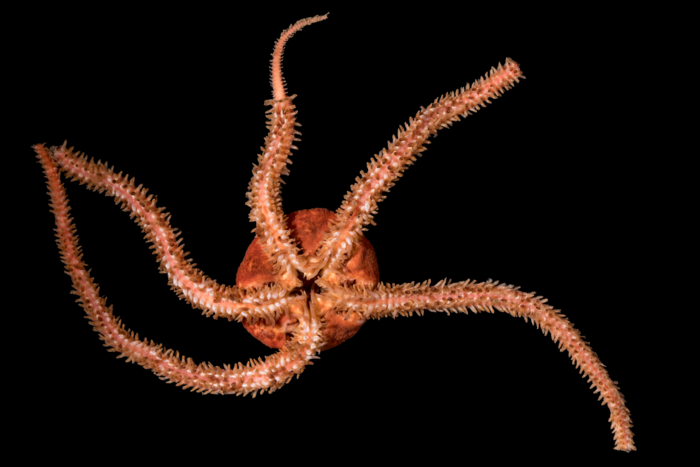 Ophioscolex glacialis Ophioscolex glacialis