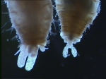 Bradophila minuta: ectosomas of ovigerous adult females embedded in host 
