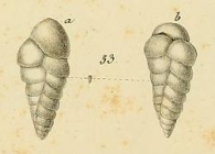 Bulimina polystropha Reuss, 1846
