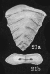 Geminaricta pacifica Asano, 1938 Geminaricta pacifica Asano, 1938