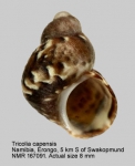 Tricolia capensis