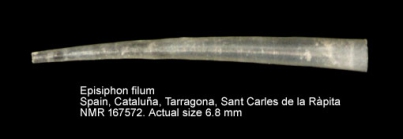 Episiphon filum