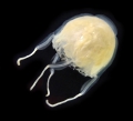 Scyphozoa (jelly fish)