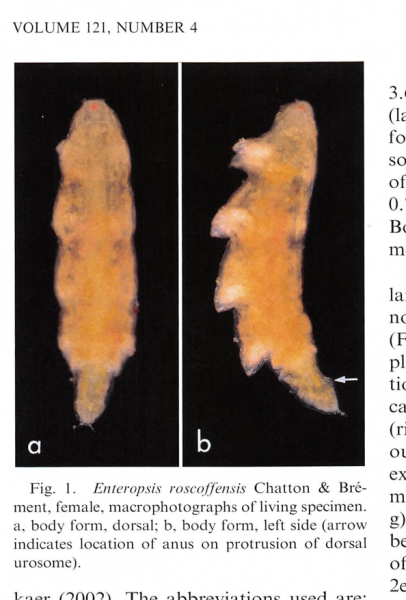 Enteropsis roscoffensis