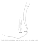 Halalaimus filicaudatus Allgén, 1959 