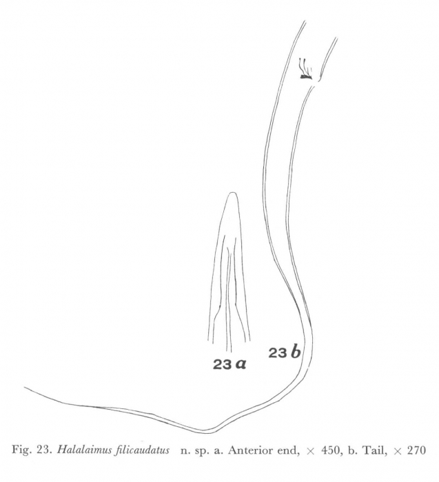 Halalaimus filicaudatus Allgén, 1959 