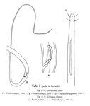 Halalaimus filum Gerlach, 1962