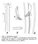 Halalaimus gerlachi - Synonym: Halalaimus gracilis sensu Gerlach, 1967; пес H. gracilis De Man, 1888.