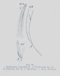 Halalaimus isaitshikovi (Filipjev, 1927) Schuurmans Stekhoven, 1935