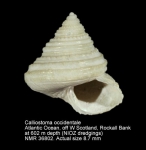 Calliostoma occidentale