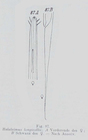 Halalaimus longicollis Allg, 1932