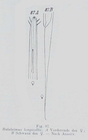 Halalaimus longicollis Allgn, 1932