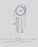 Halalaimus similis Allgén, 1930