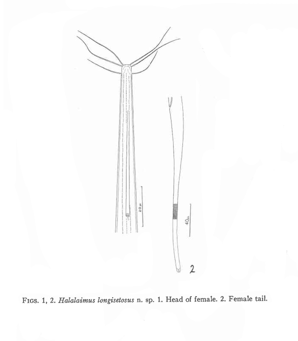 Halalaimus longisetosus Hopper, 1963