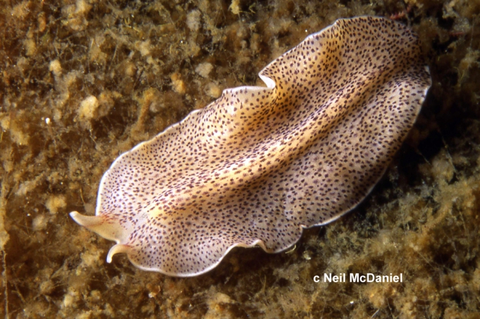 Eurylepta leoparda