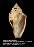 Capensisvoluta easoni