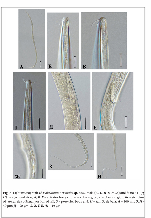 Halalaimus orientalis Gagarin, 2016