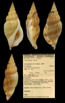 Varicospira kooli Moolenbeek & Dekker, 2007; Holotype