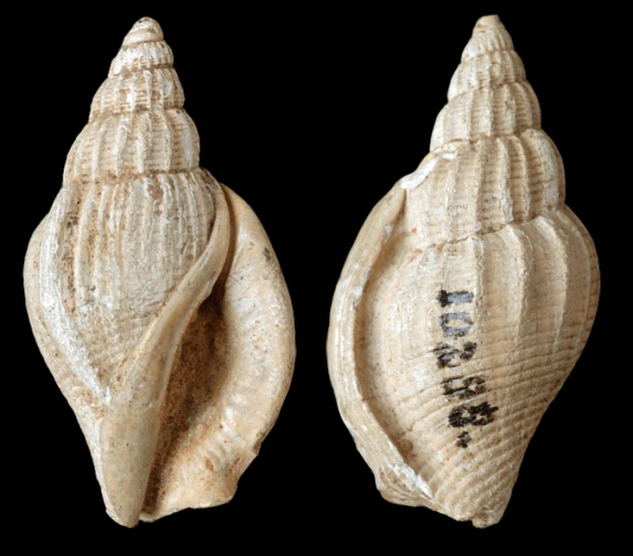 Varicospira javana (Martin, 1879); Syntype Varicospira javana (Martin, 1879); Syntype