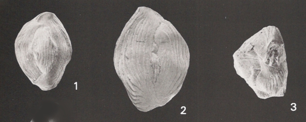 Lachlanella bicornis (Walker & Jacob, 1798) sensu Haynes, 1973 NOT Walker & Jacob, 1798 Lachlanella bicornis (Walker & Jacob, 1798) sensu Haynes, 1973 NOT Walker & Jacob, 1798