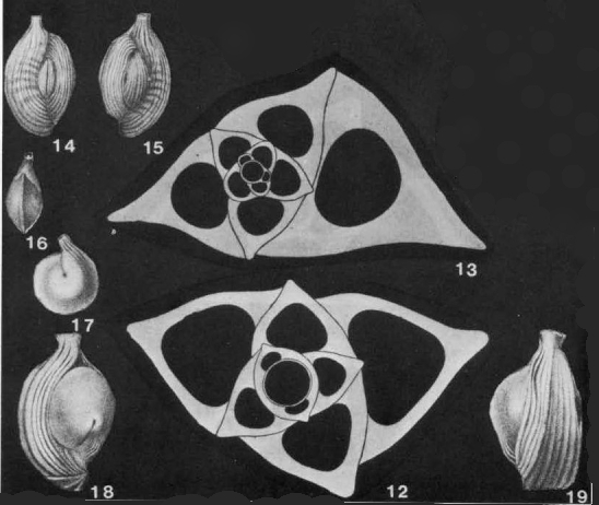 Adelosina bicornis (Walker & Jacob, 1798) 