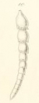 Dentalina spinescens Reuss, 1851 