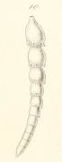 Dentalina spinescens Reuss, 1851 Dentalina spinescens Reuss, 1851
