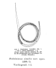 Halalaimus similis Allgén, 1930