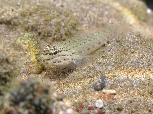 Gobius bucchichi