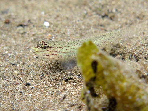 Gobius bucchichi