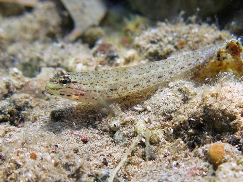 Gobius bucchichi