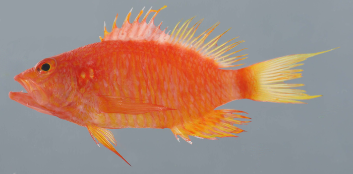 Plectranthias cruentus Plectranthias cruentus