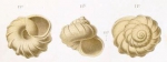 Solariella cancellata var. paucivaricosa Dautzenberg, 1889