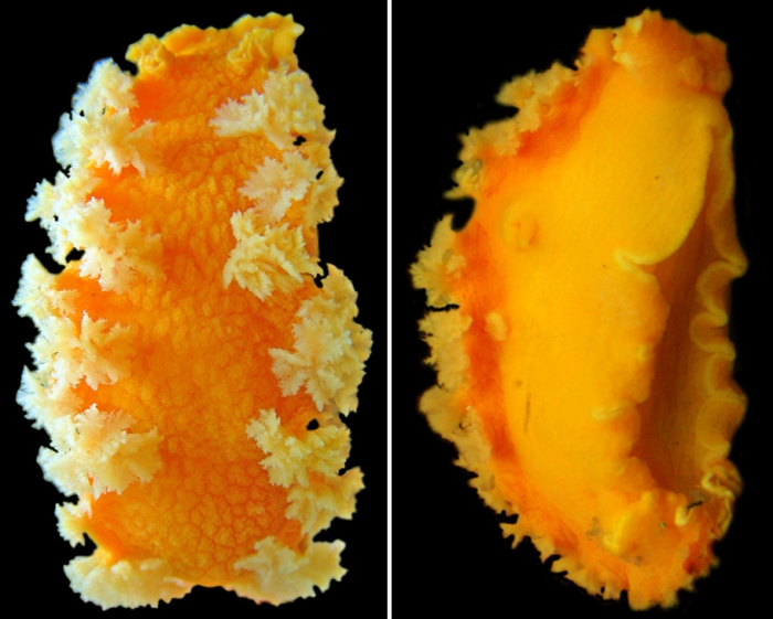 Tritonia tetraquetra Tritonia tetraquetra