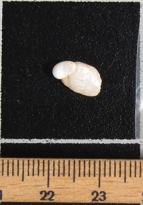 Cryptella susannae Cryptella susannae