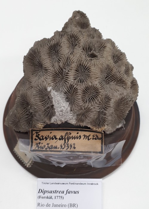 Dipsastraea favus Dipsastraea favus