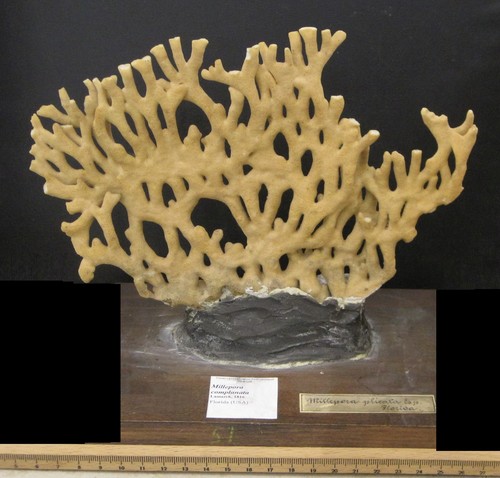 Millepora complanata