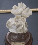 Mussa angulosa