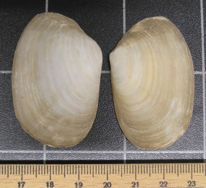 Periploma planiusculum