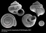 Caenogastropoda