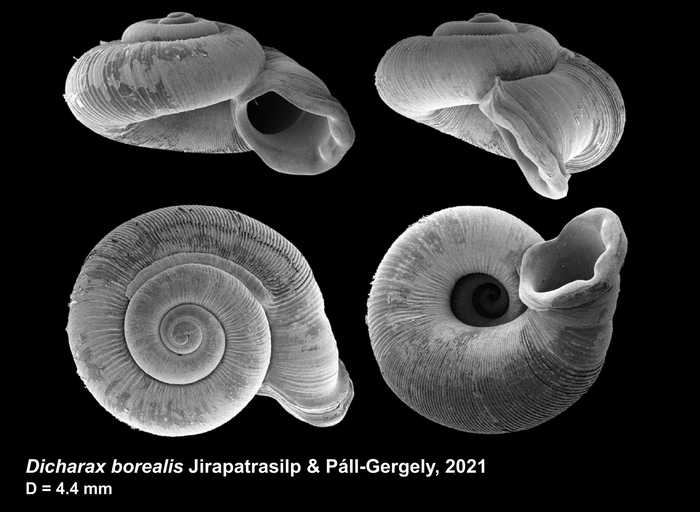 Dicharax borealis Jirapatrasilp & Páll-Gergely, 2021