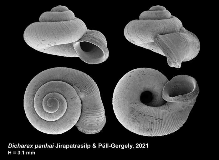 Dicharax panhai Jirapatrasilp & Páll-Gergely, 2021 Dicharax panhai Jirapatrasilp & Páll-Gergely, 2021