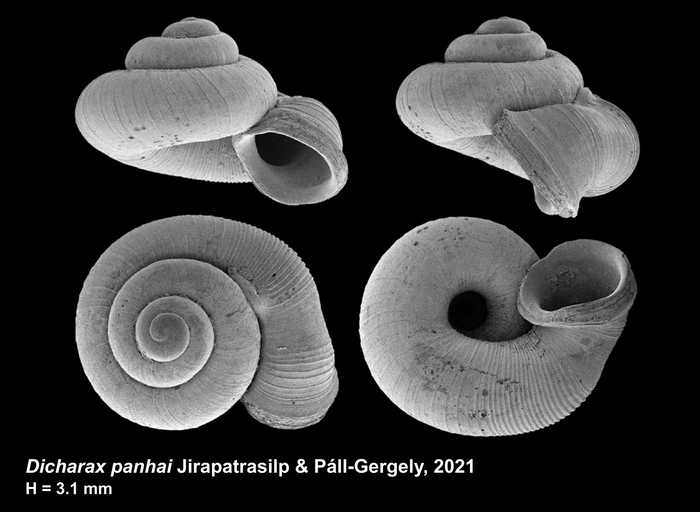 Dicharax panhai Jirapatrasilp & Páll-Gergely, 2021