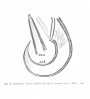 Halalaimus southerni Allgén, 1953