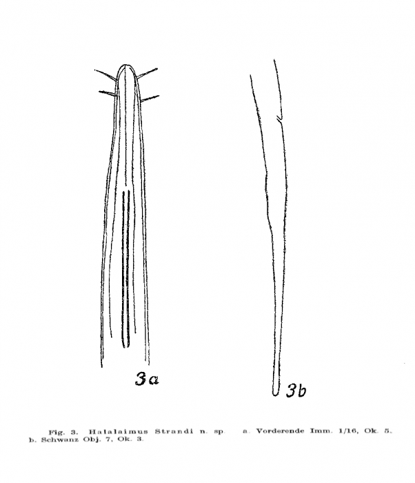Halalaimus strandi Allgén, 1934
