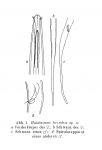 Halalaimus terrestris Gerlach, 1959